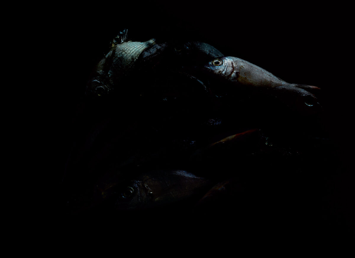 Luce 01