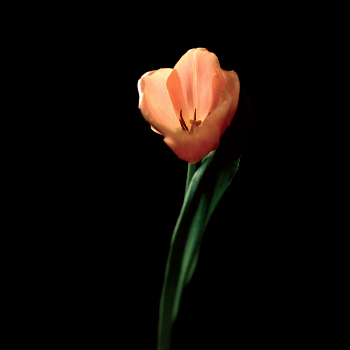 Tulipano 02