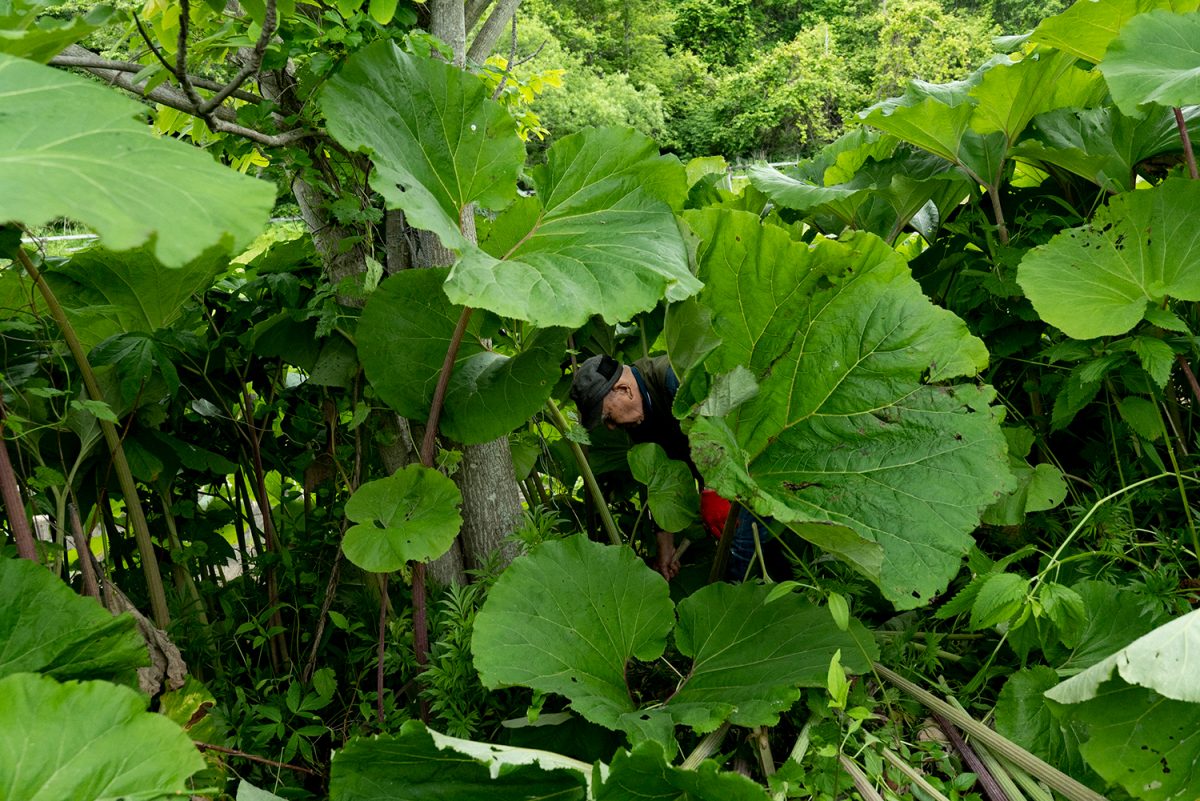 「蕗の下に」Under the Butterbur